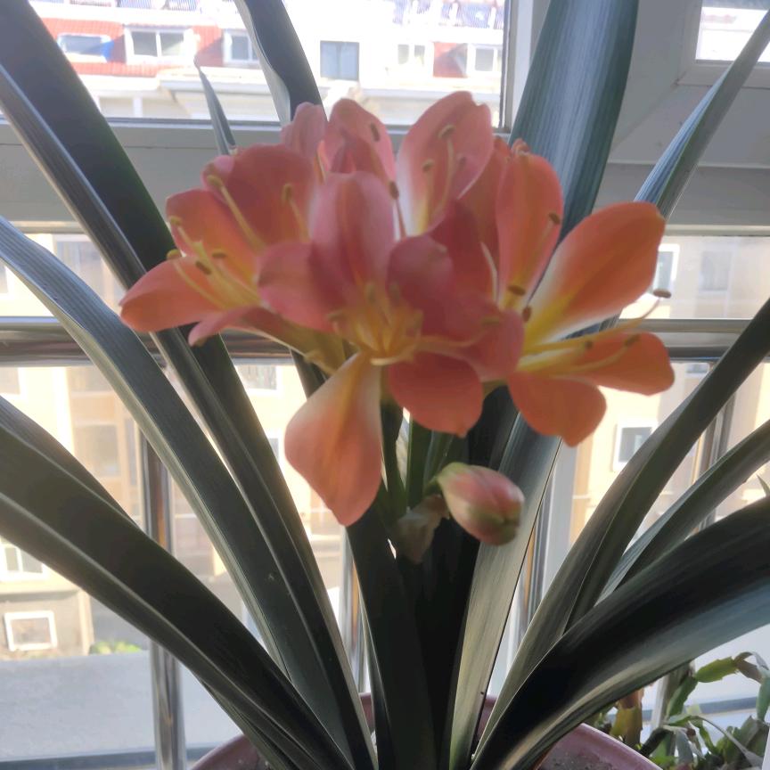 芬芳君子兰
