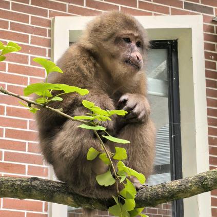Monkey