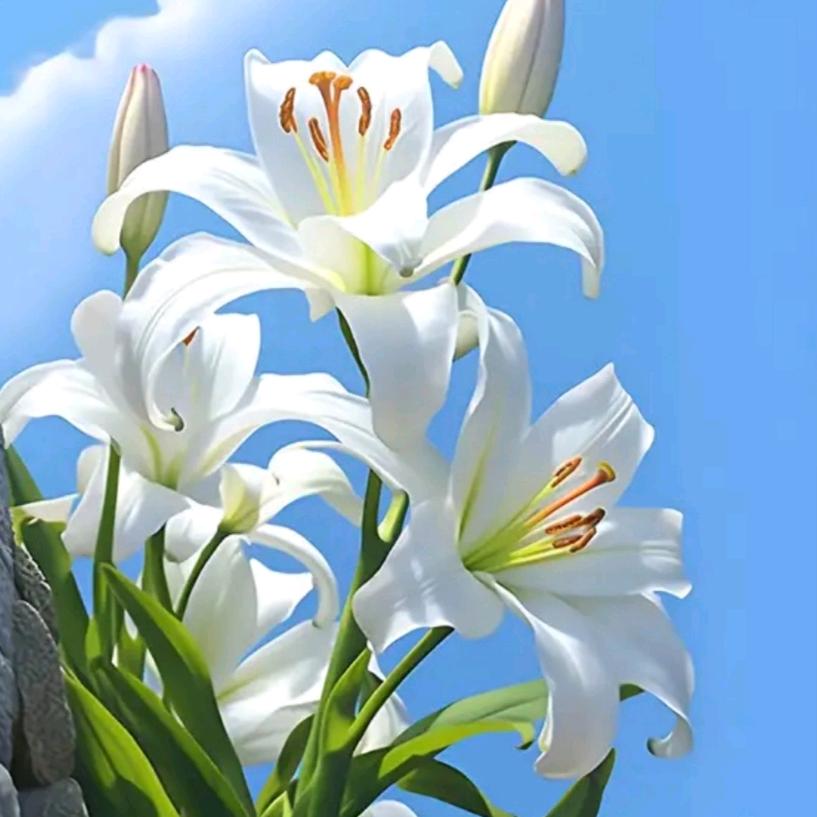 百合《好物分享》