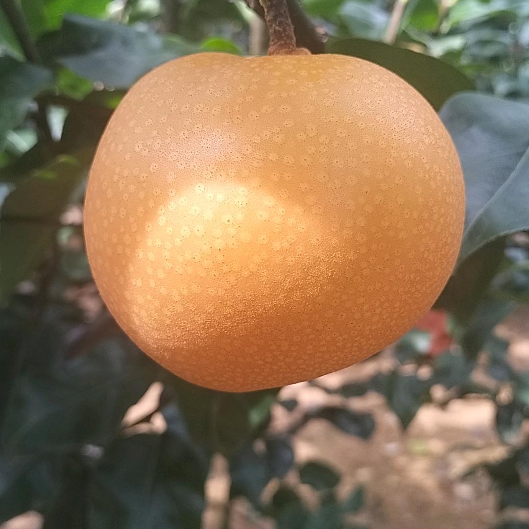 水果代办