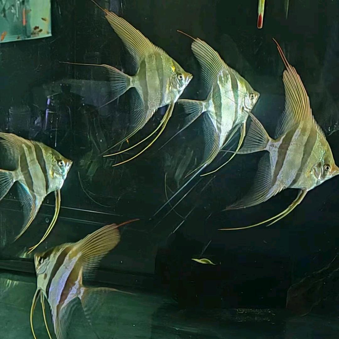 知秋