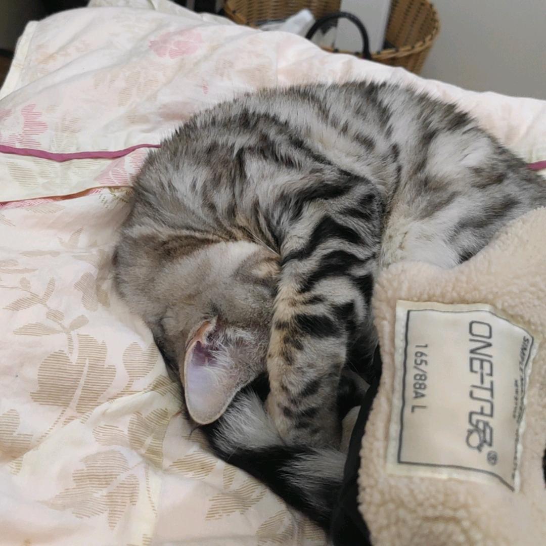 茂茂是只小酷猫