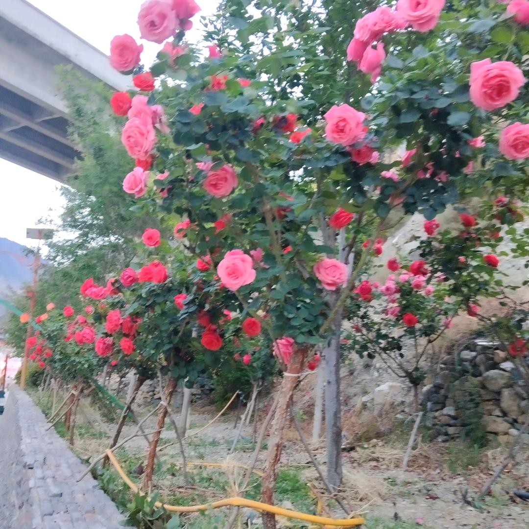 永远开心