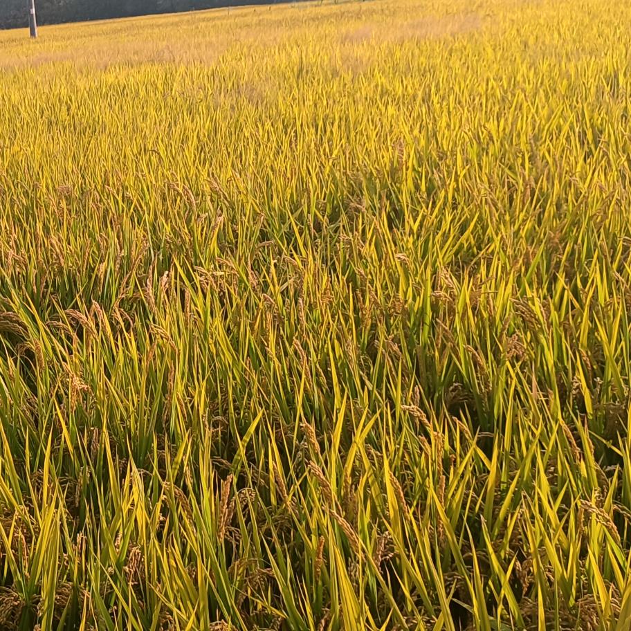 稻田