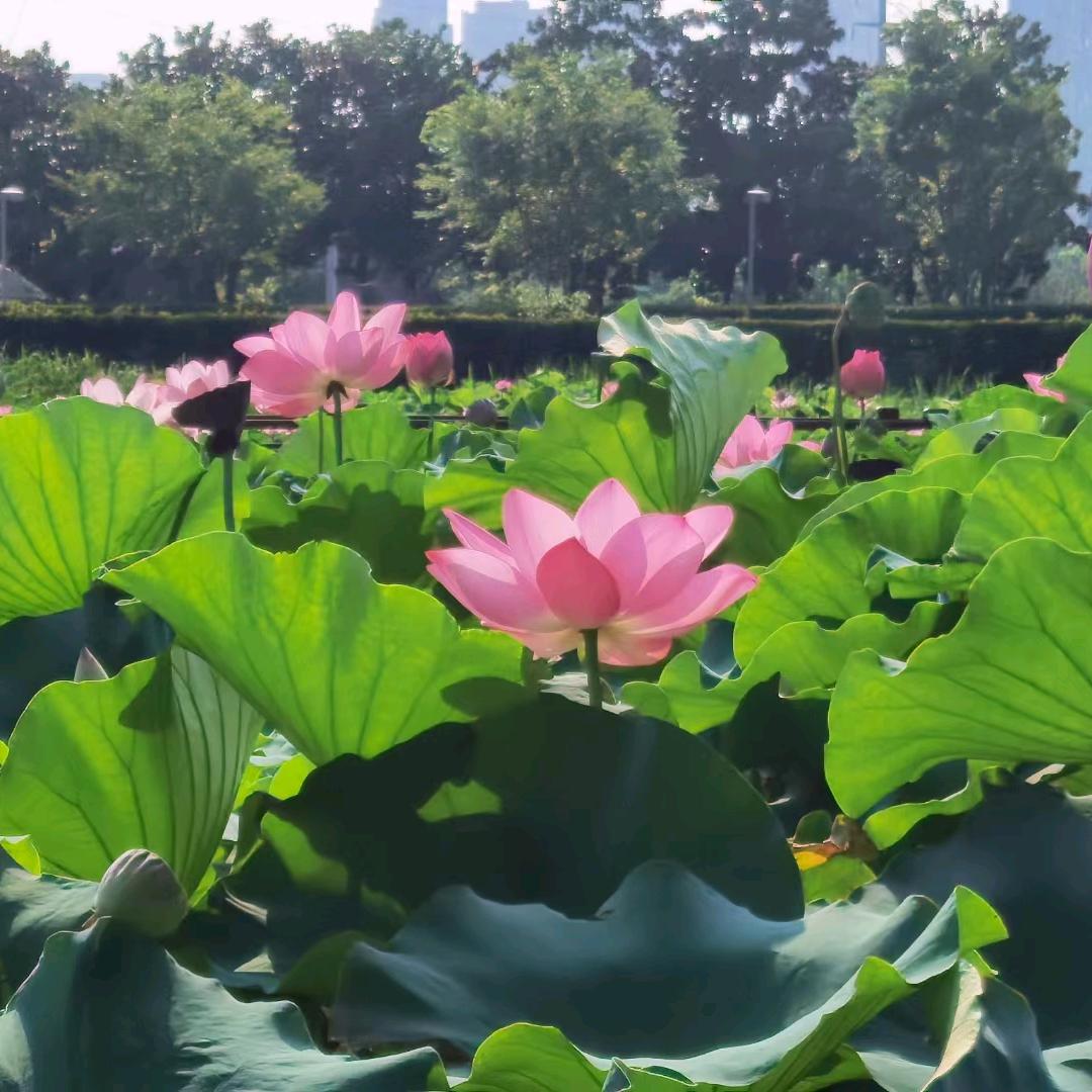 鴻鑫坊