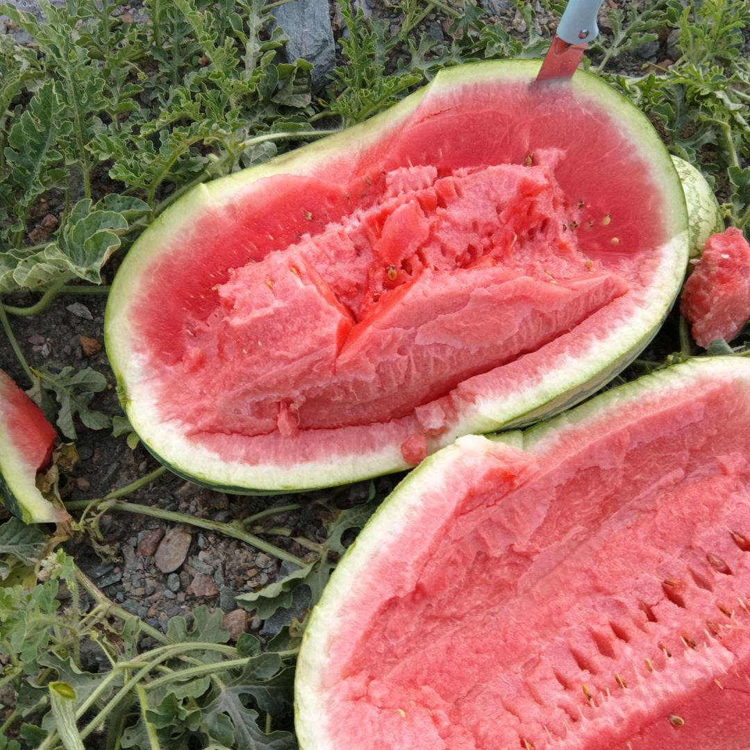 小虫