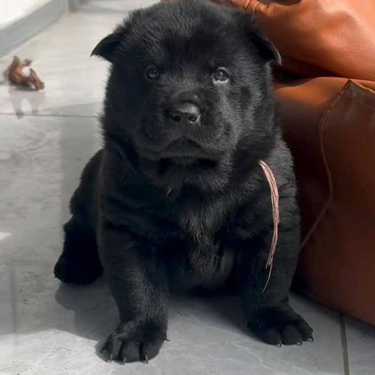 中华田园犬