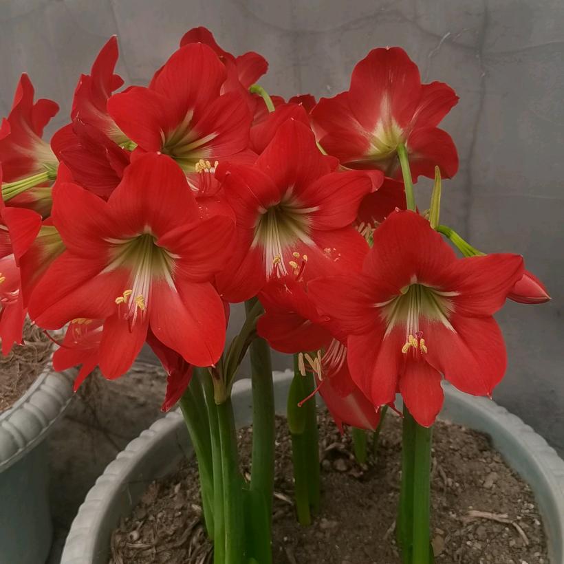 石家女(四五年)