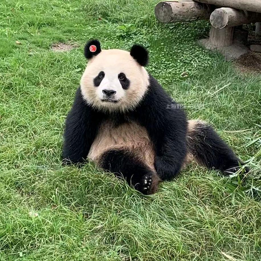 鱼儿游荡🐟🐟