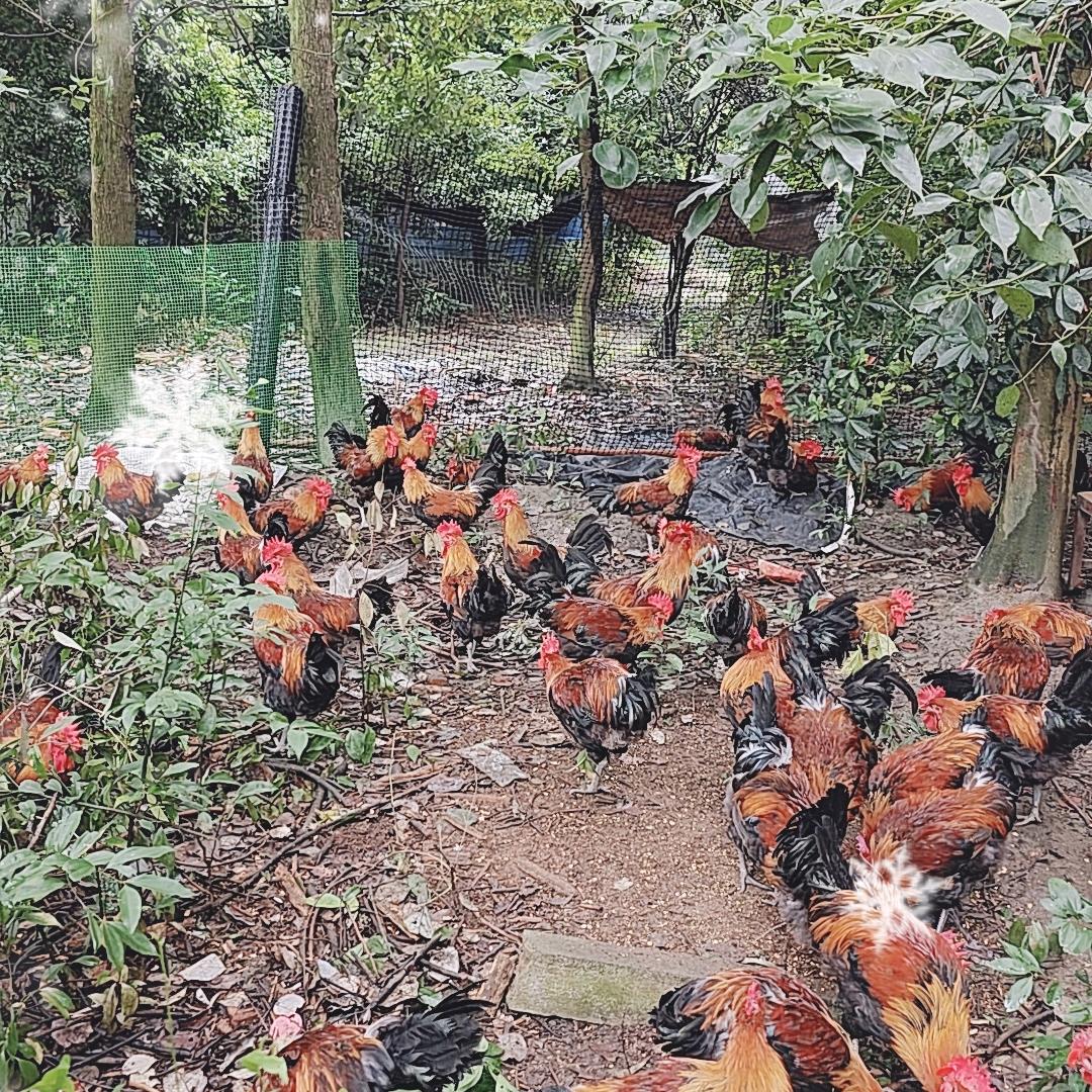 牛哥散养笨笨鸡