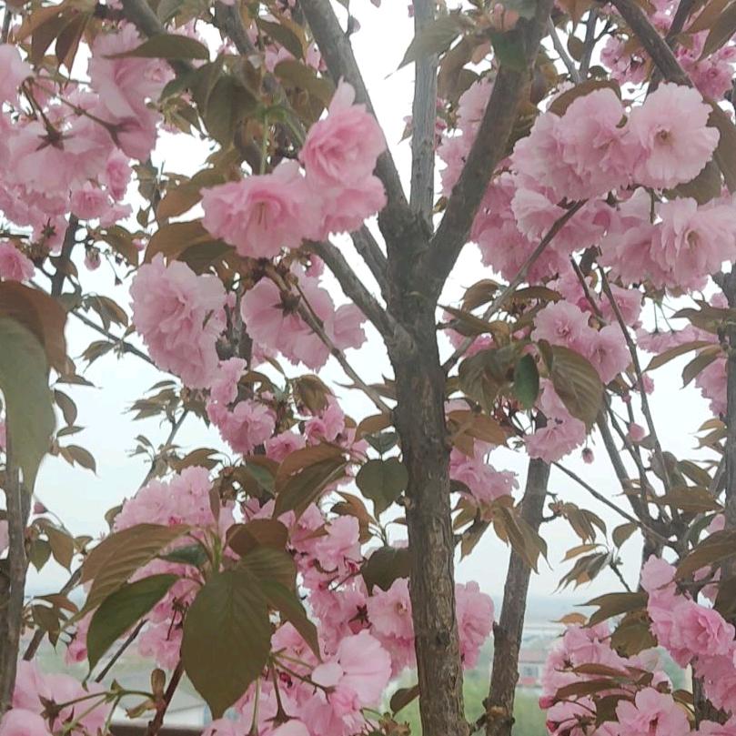梁植鑫头像