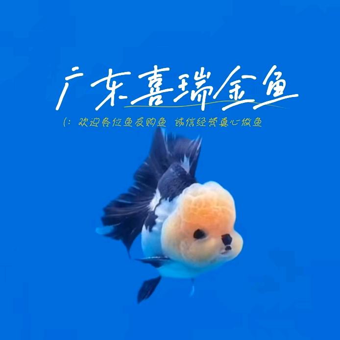 喜瑞金鱼