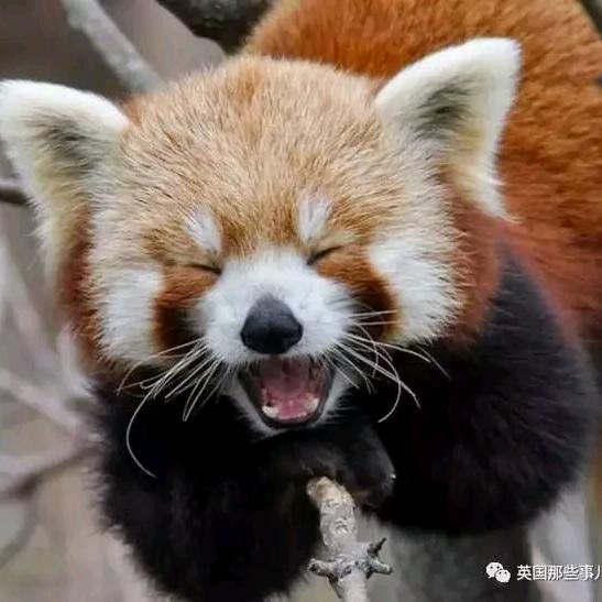 短大师