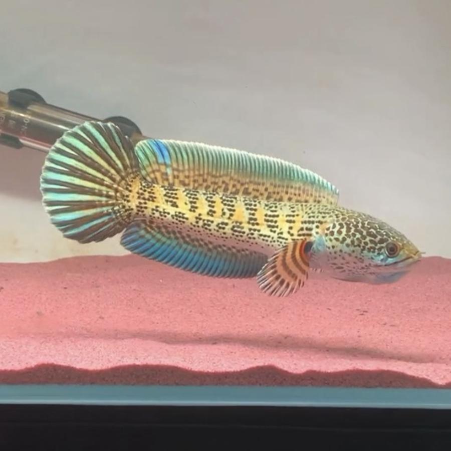 淺🐟藍