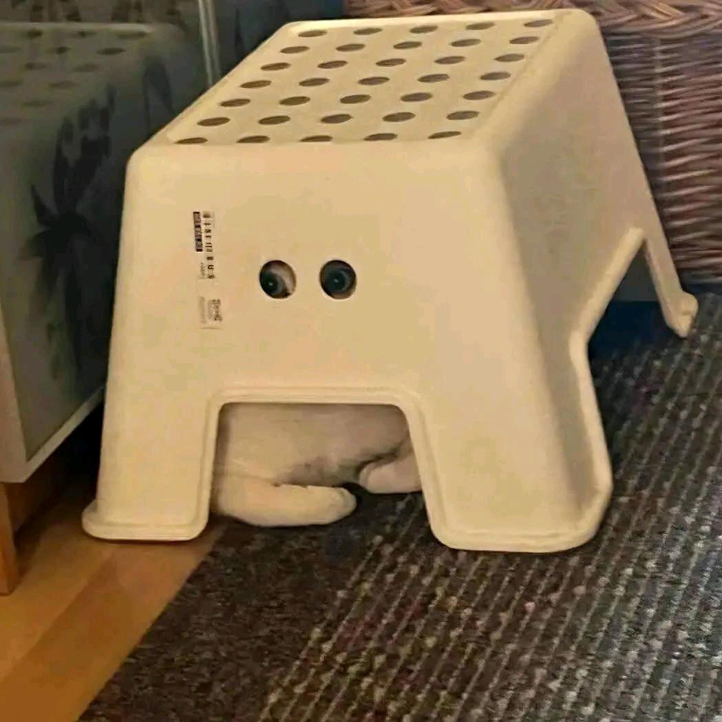 不吃鱼