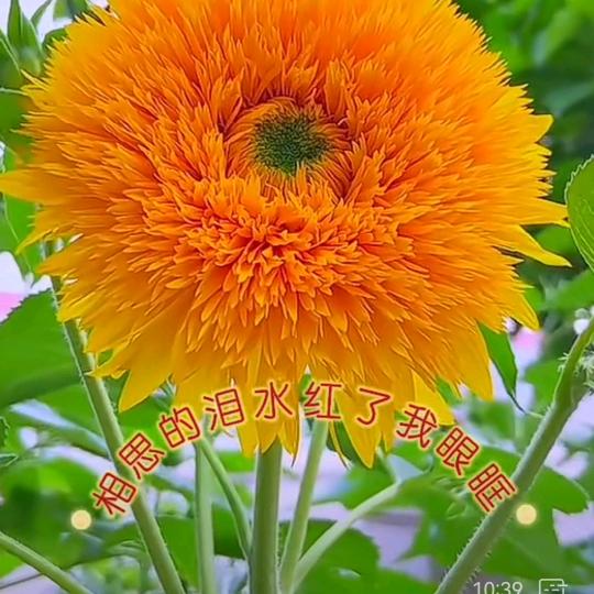 许仙