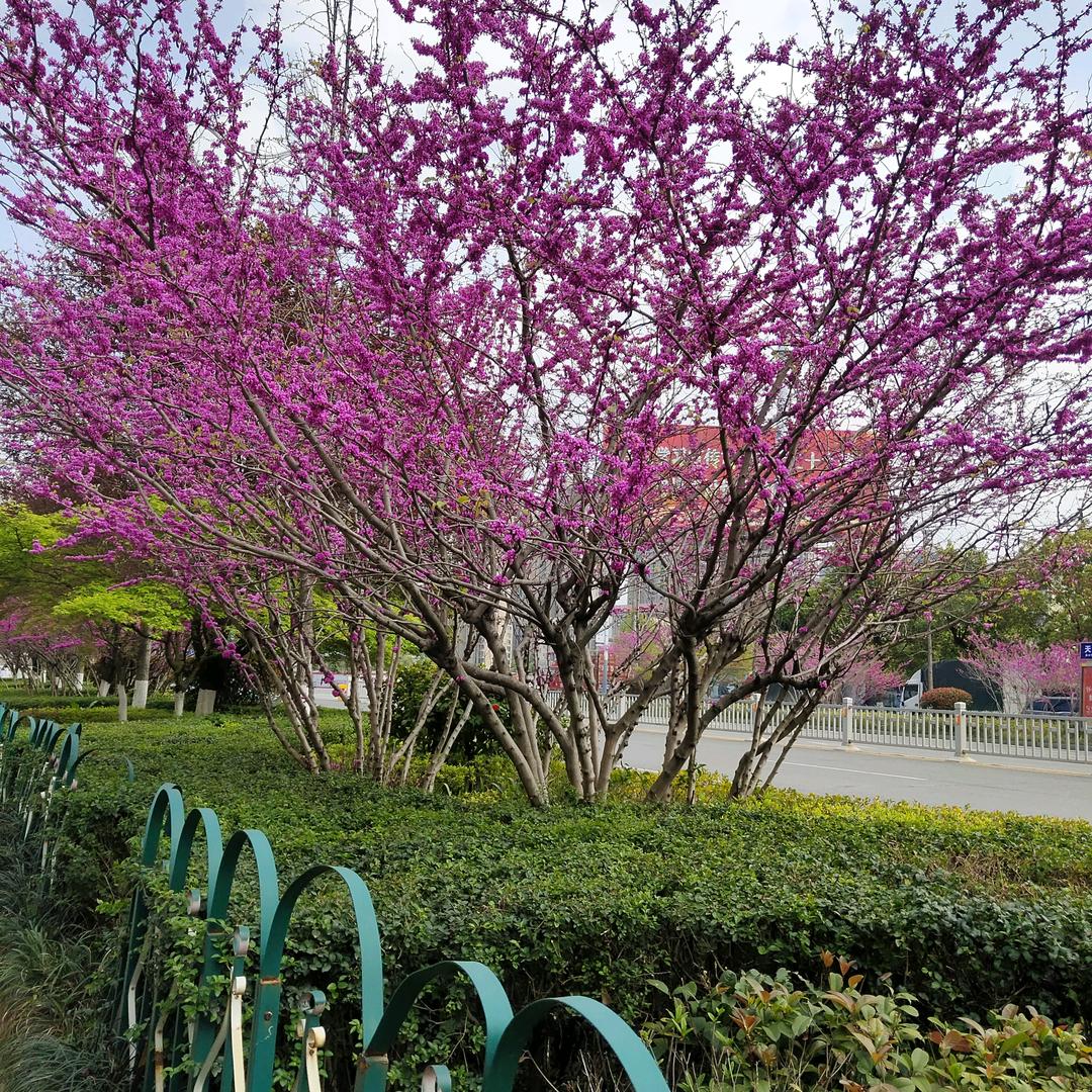 清清