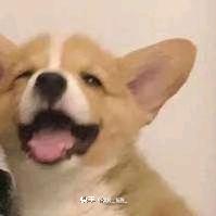 我被作业包围了