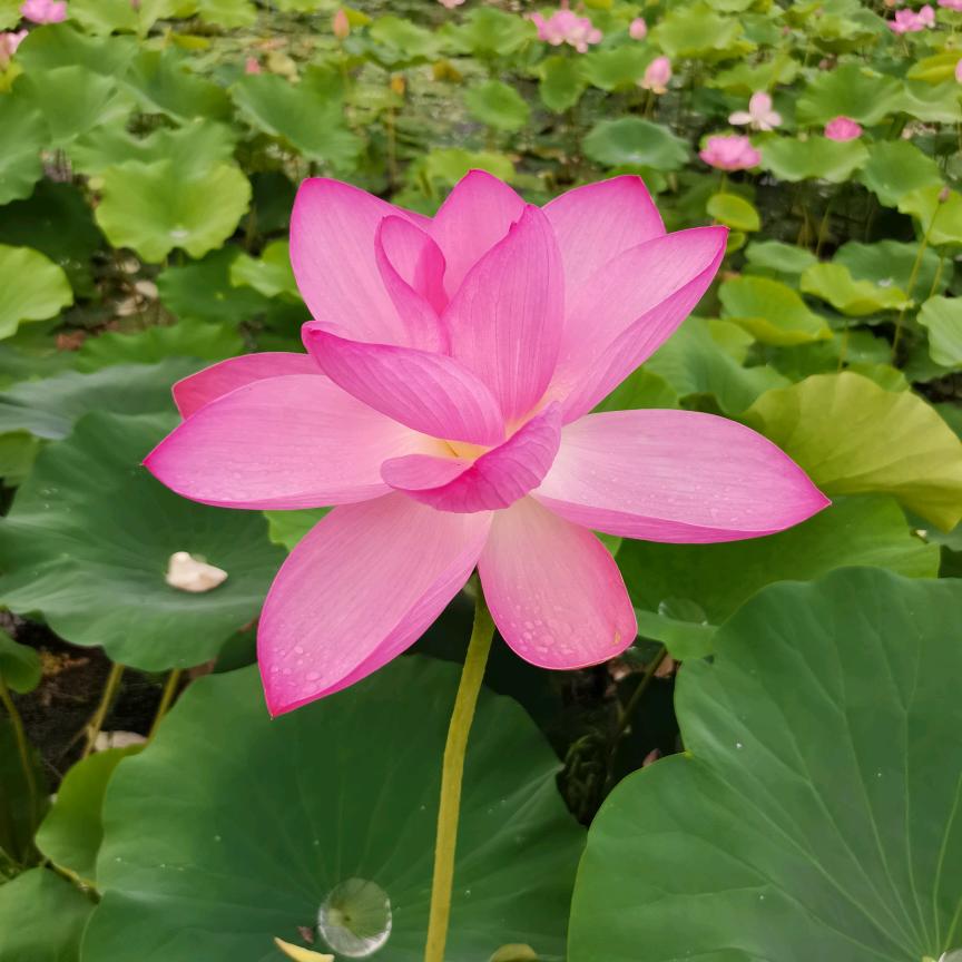 心存善念，感恩一切