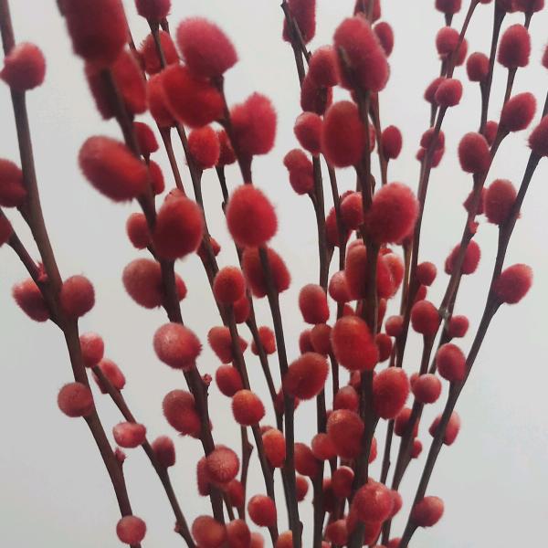 🌹曾姐🌹