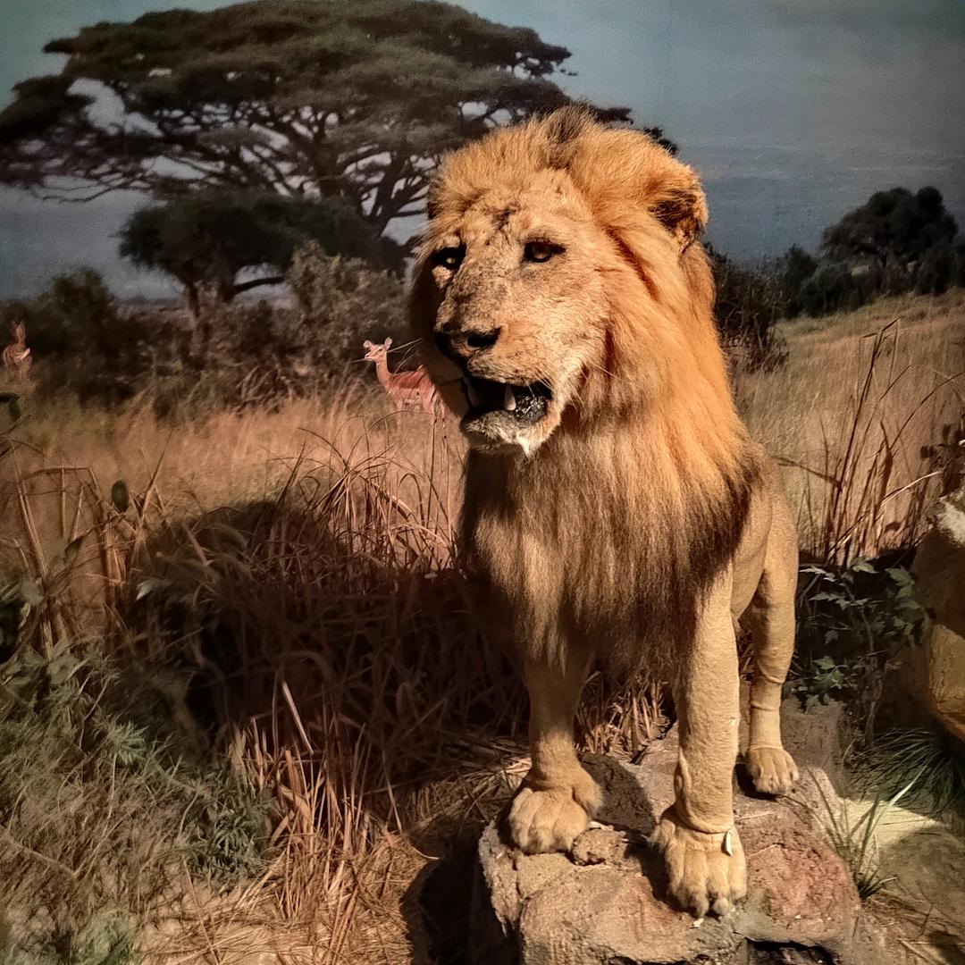 园里栽树的园丁