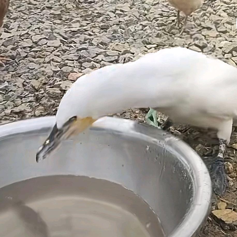 鸽花花