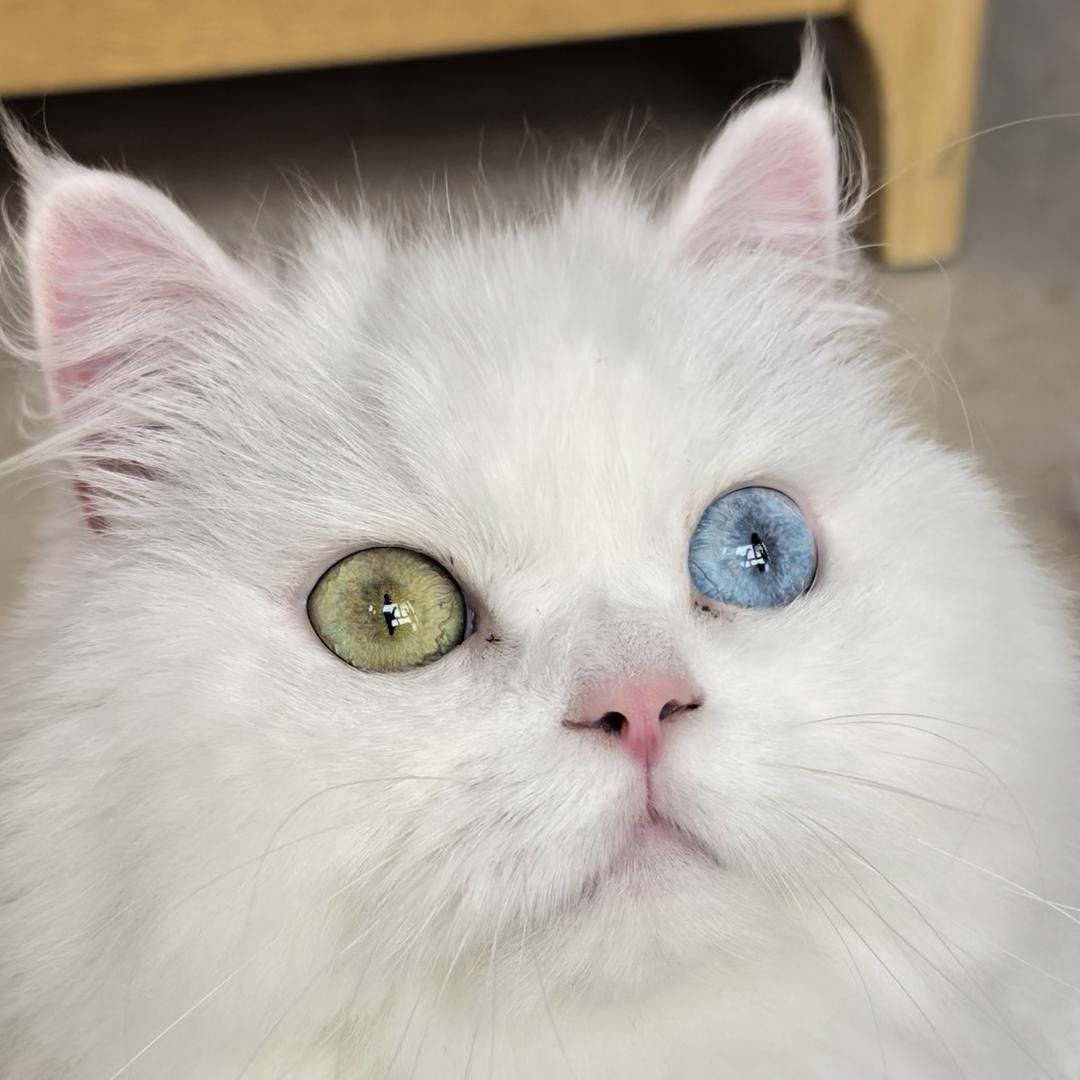 林烨