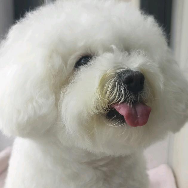 比熊毛毛