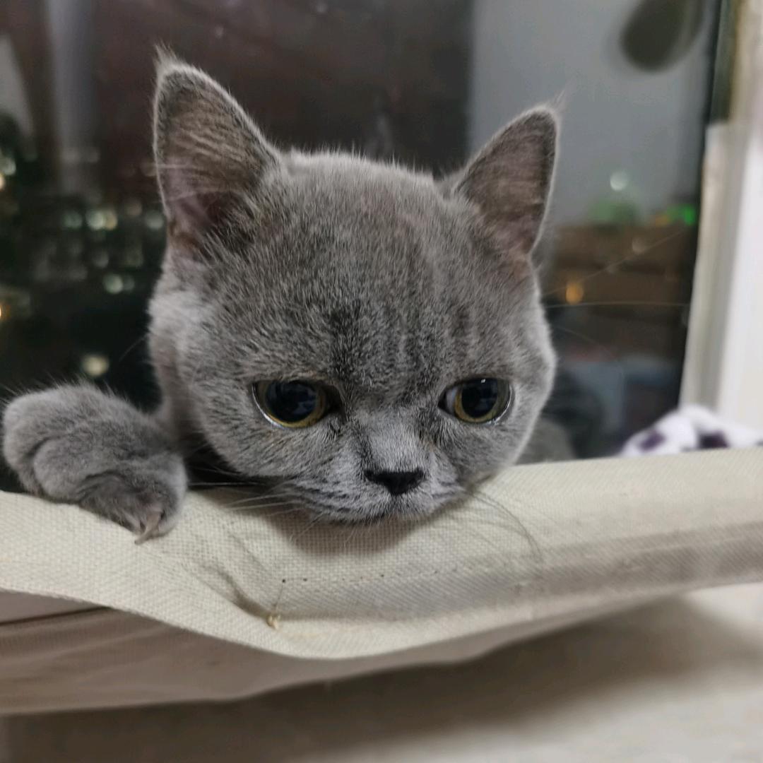 我的喵