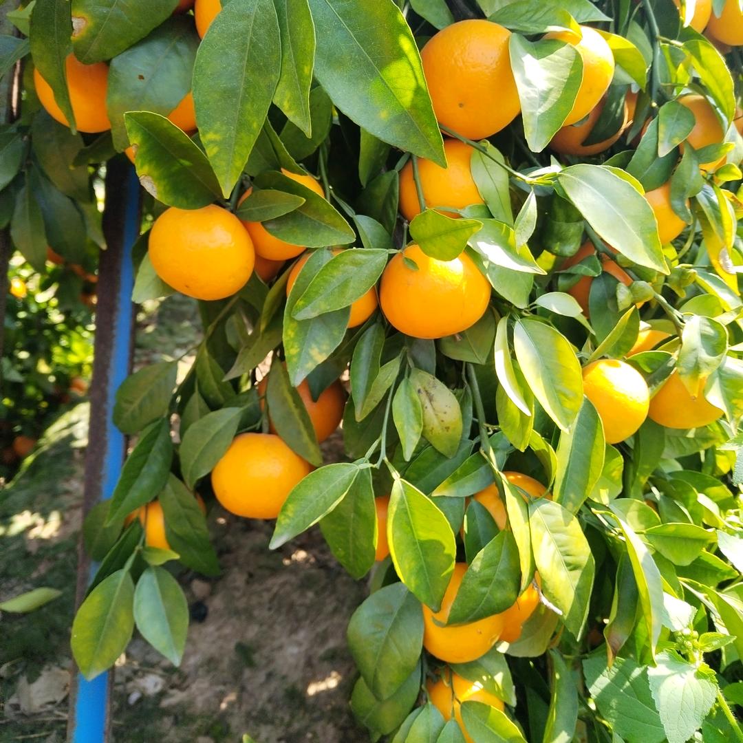 百香果