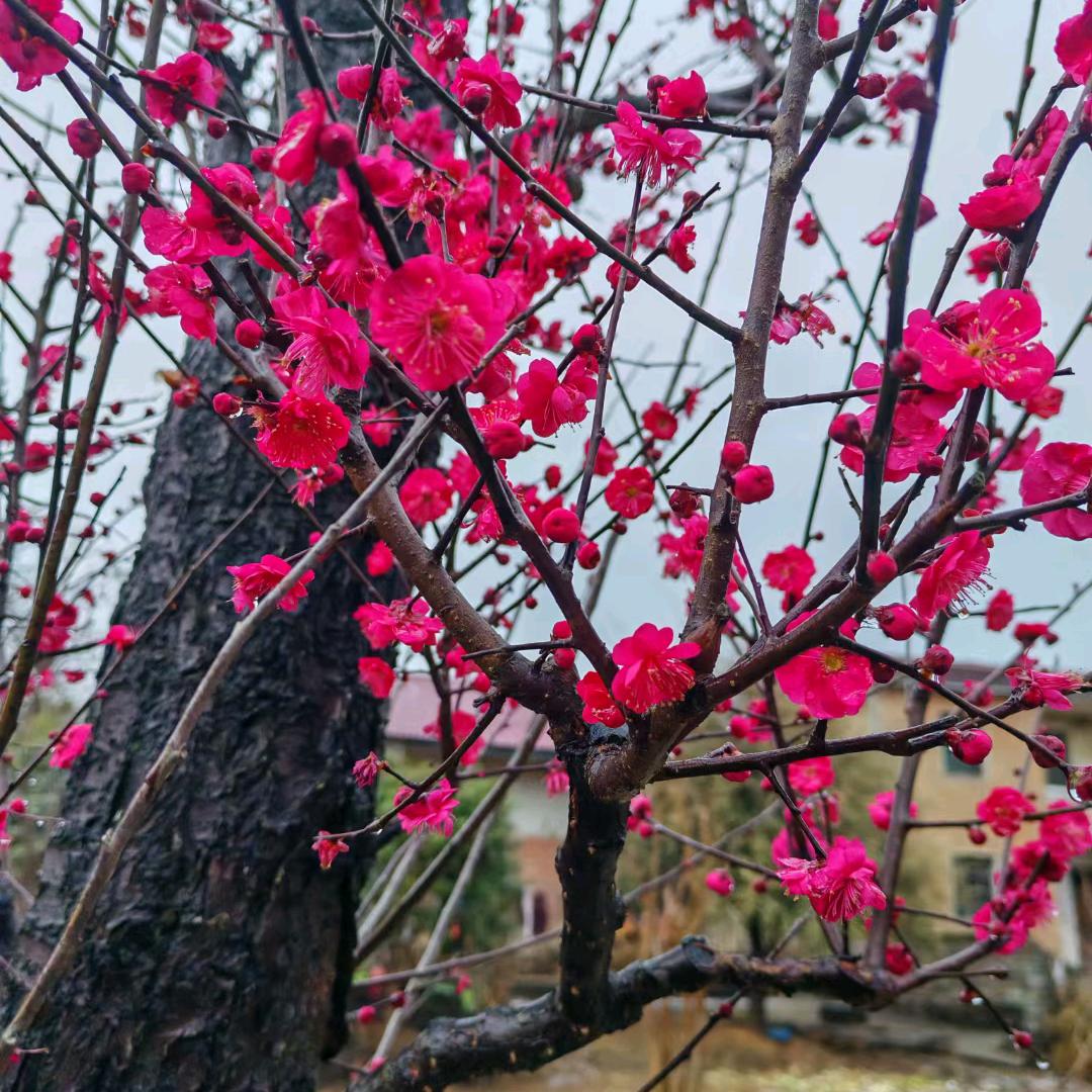 春天的花开