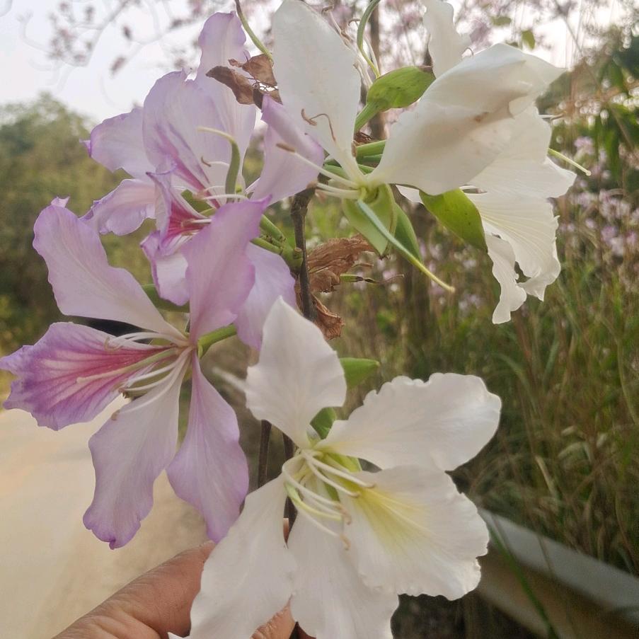 ༺ᮭ岁月🌹静好꧔ꦿ້໌