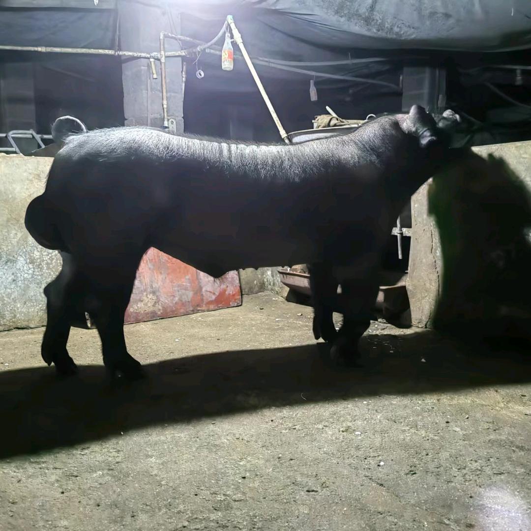 国寿黑猪广西，瘦肉型黑猪