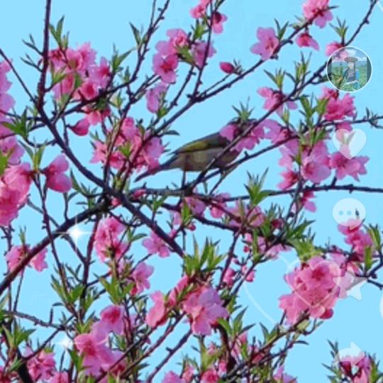 平安健康《刘》