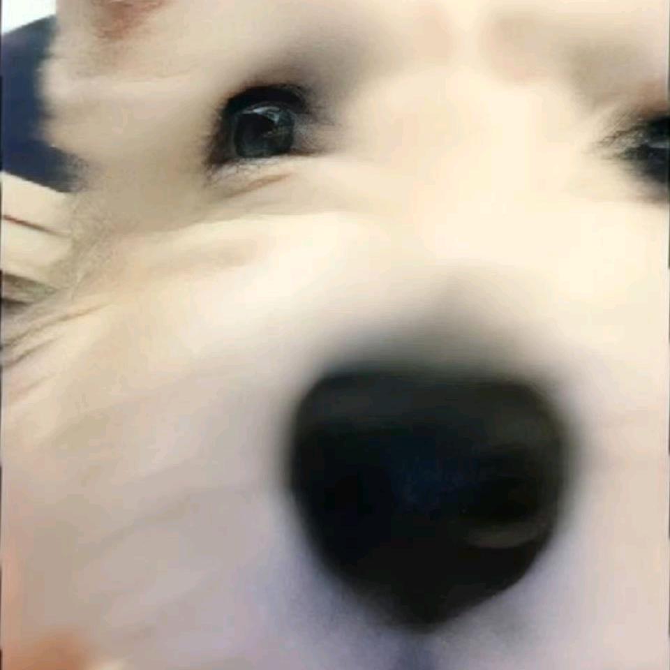 (((((ી(･◡･)ʃ)))))