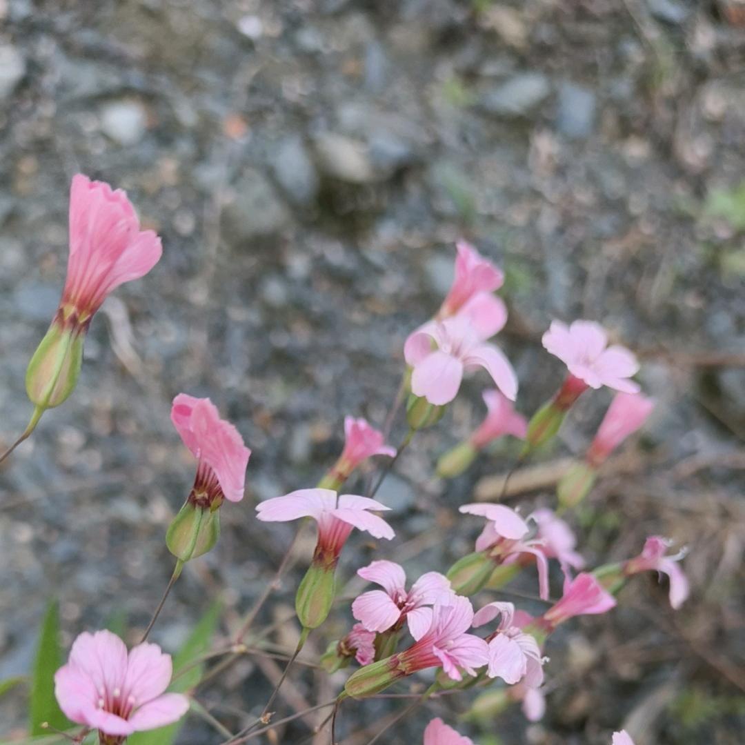 雅YA