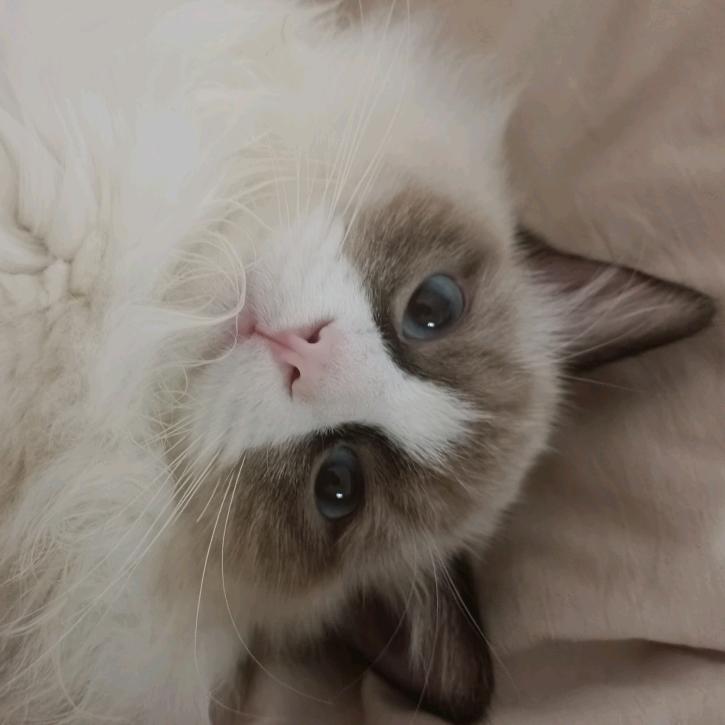 豚骨面（三角洲行动）