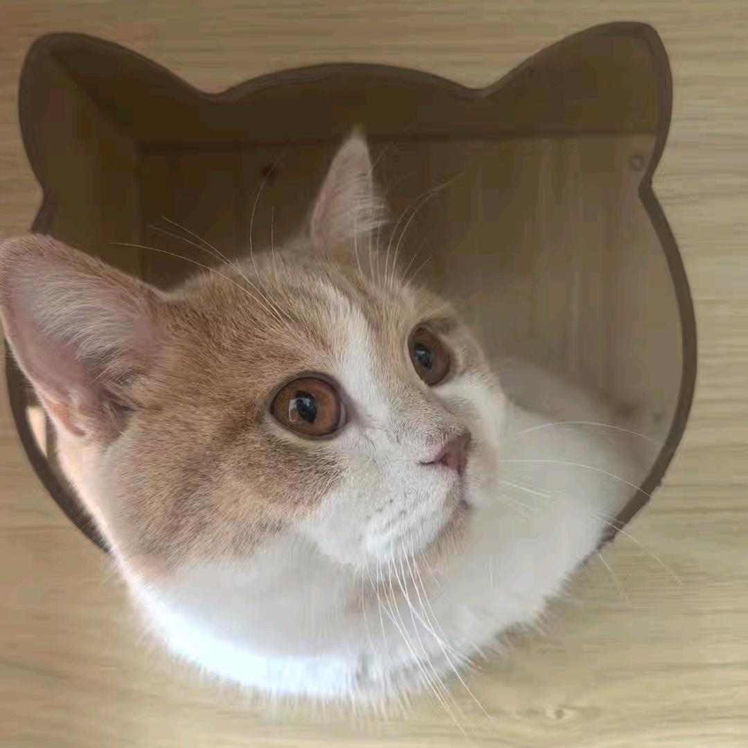招财喵