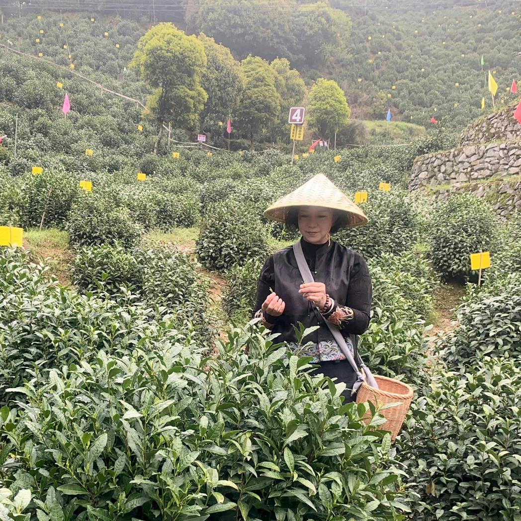 🔥凤凰@妙晴1413