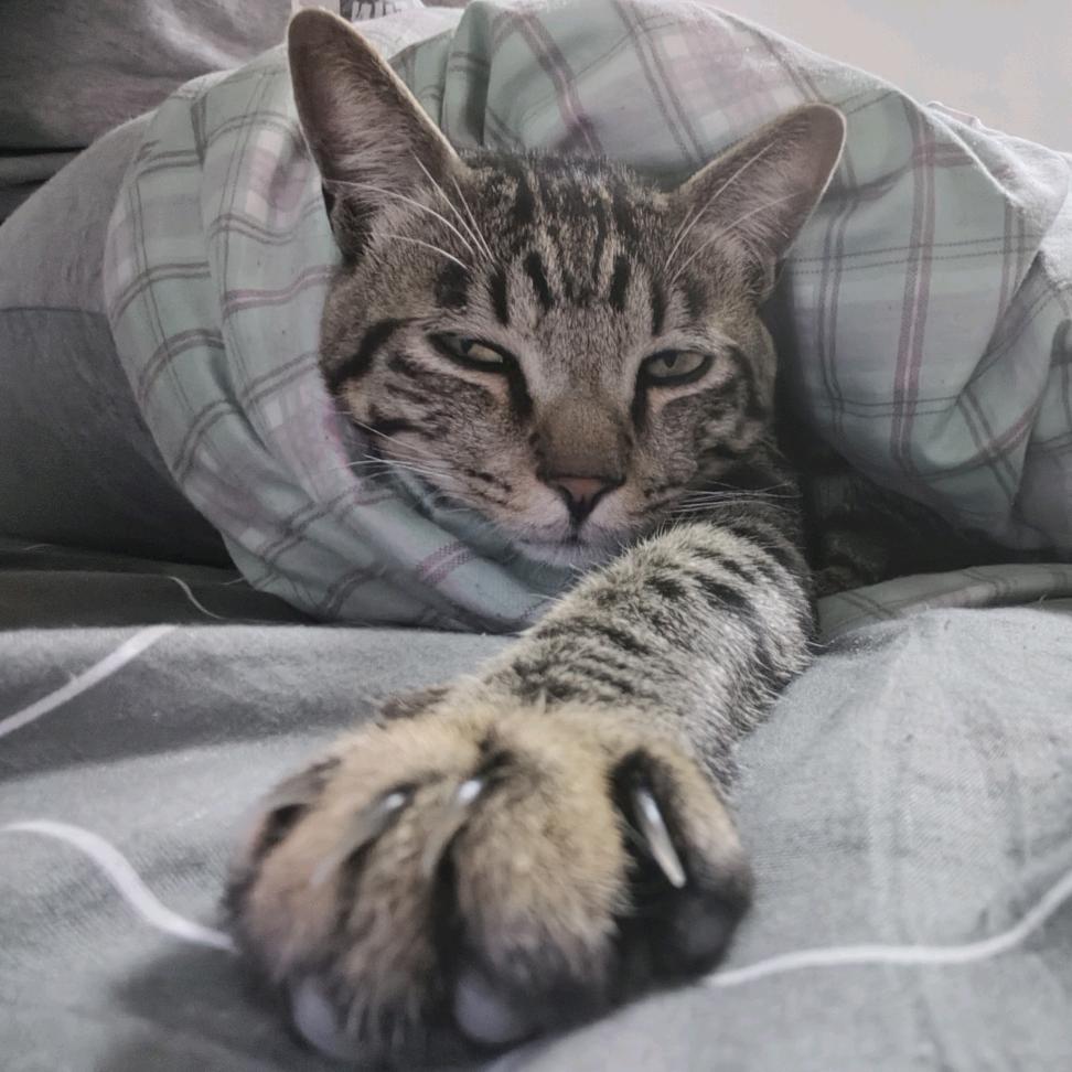 猫爪Synth（甄选好音乐）