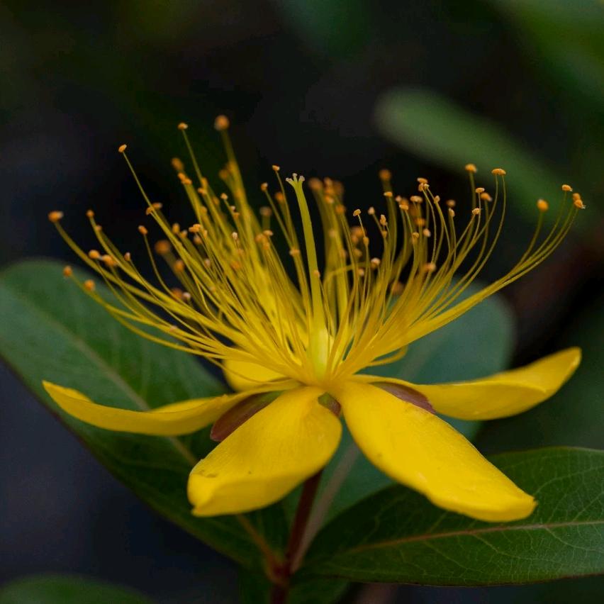 花语