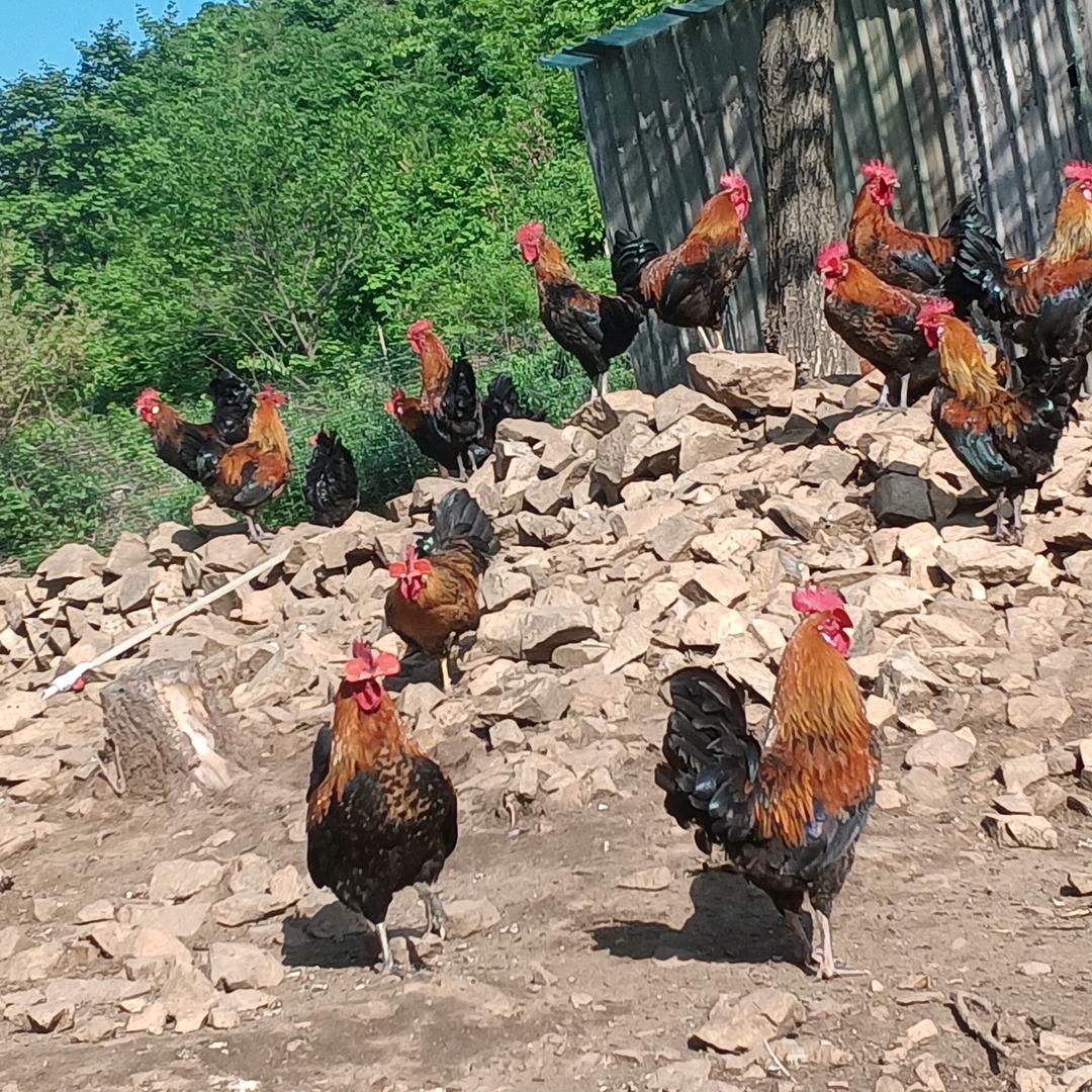 大娟子家庭农场