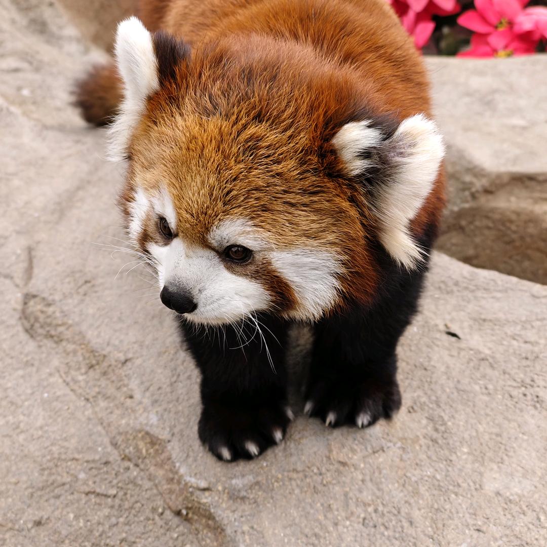 超级大明星