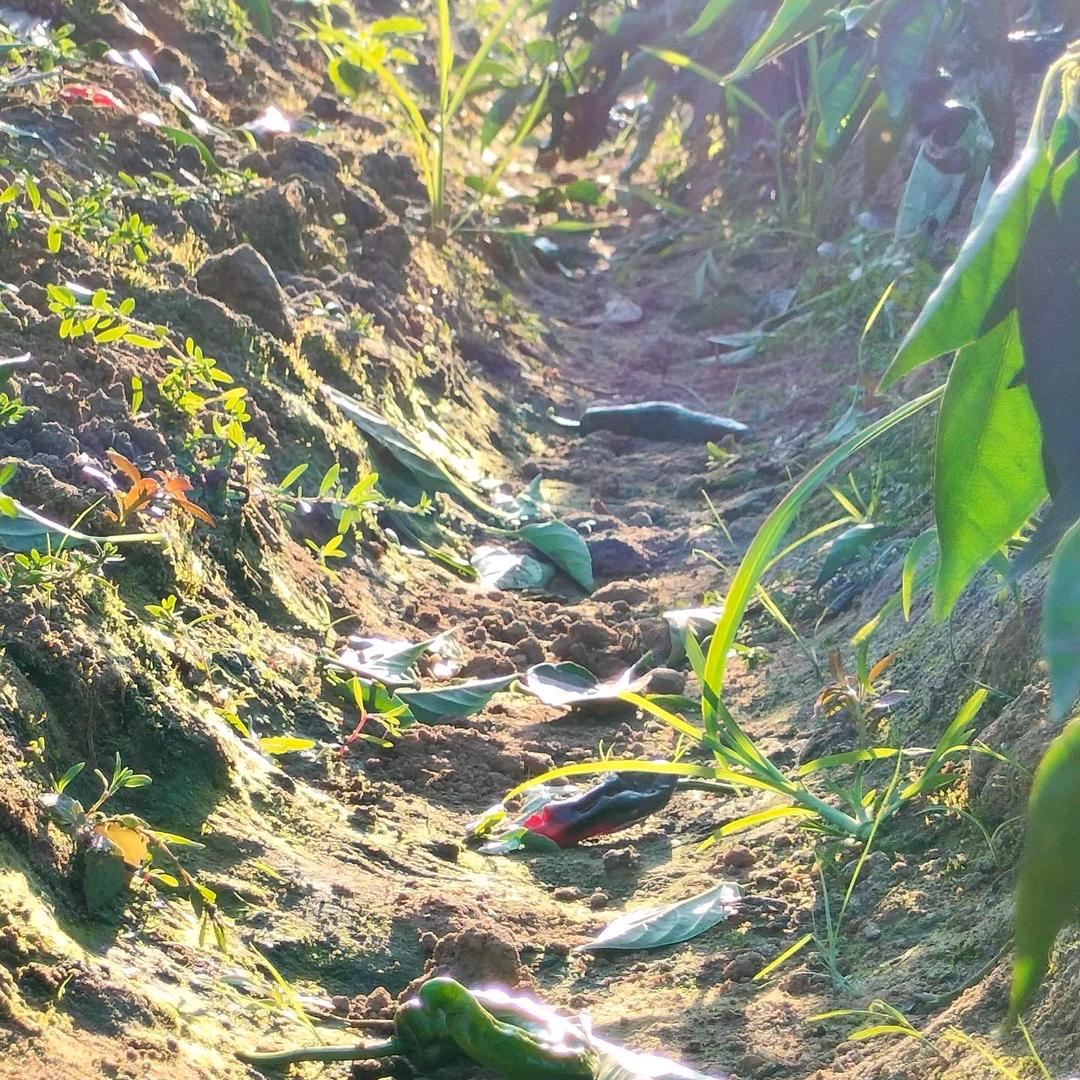 仁枉