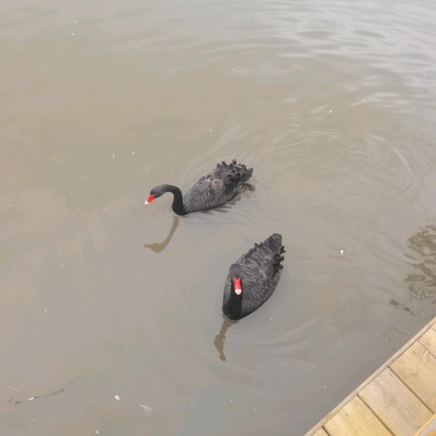 提起砍刀撵蚂蚁