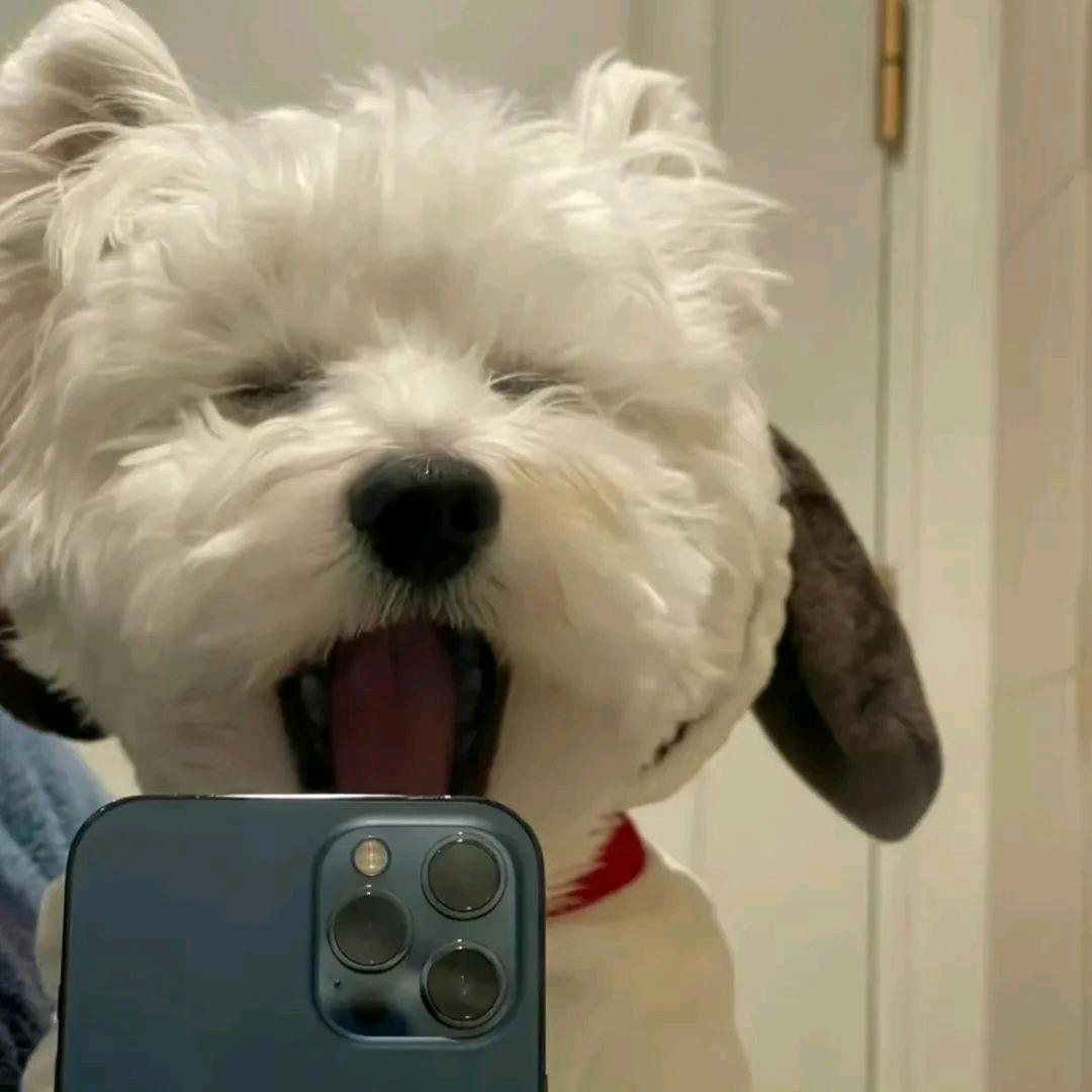 小林想摆烂