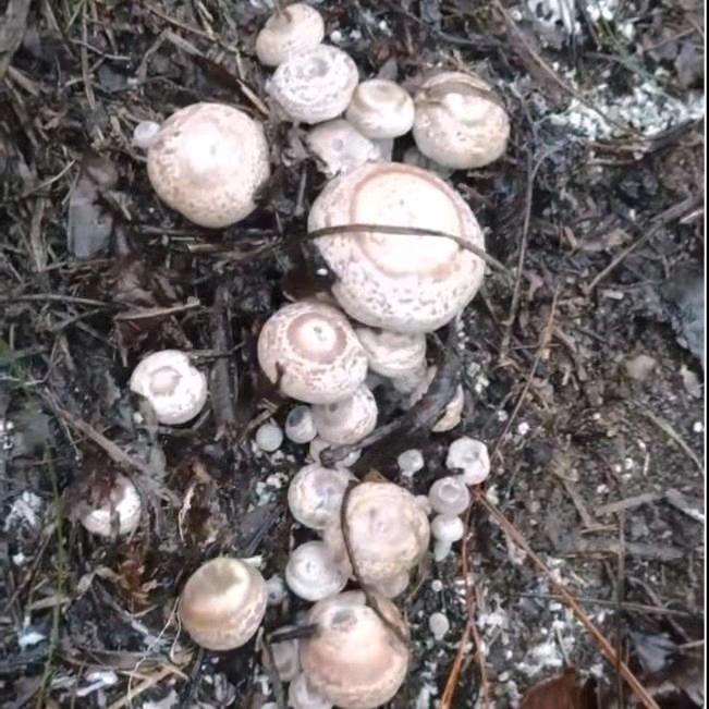 裕美靓品土特产店