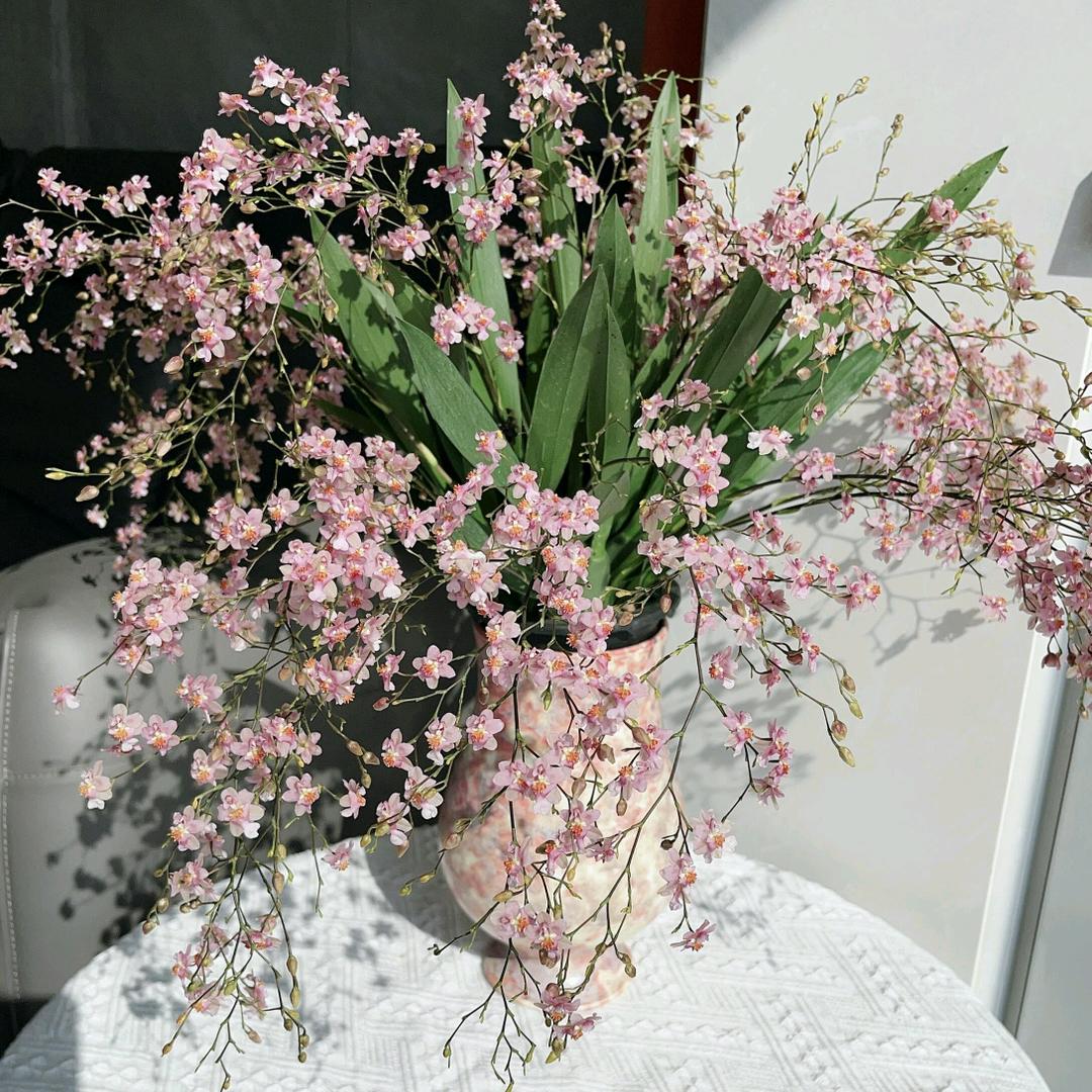 斗南花姐（每日直播）