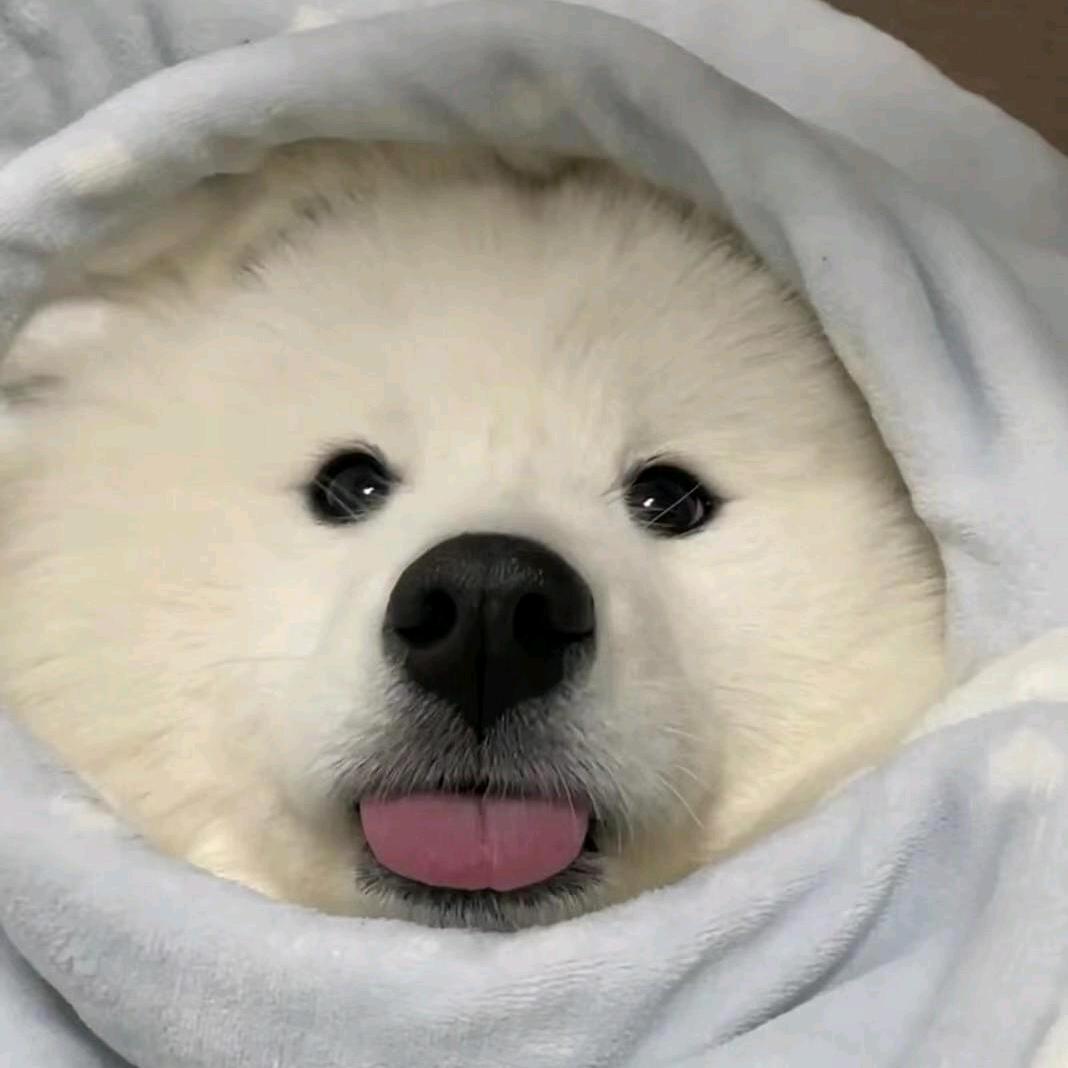 cc可哒