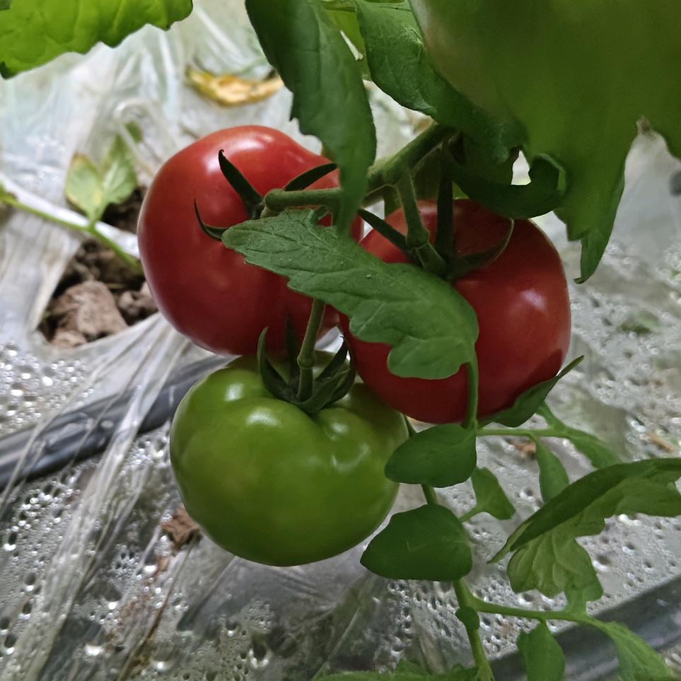 西红柿🍅张先生